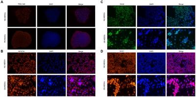 Single-cell RNA sequencing of neural stem cells derived from human trisomic iPSCs reveals the abnormalities during neural differentiation of Down syndrome